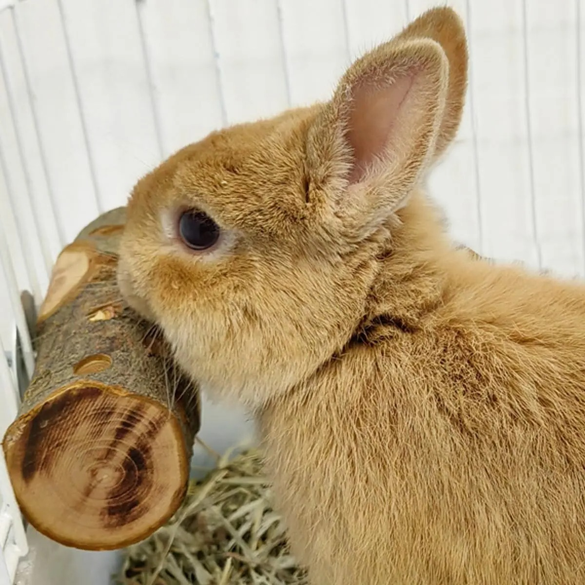 Woodworking Rabbet - Small Animal Chew Toy Natural Apple