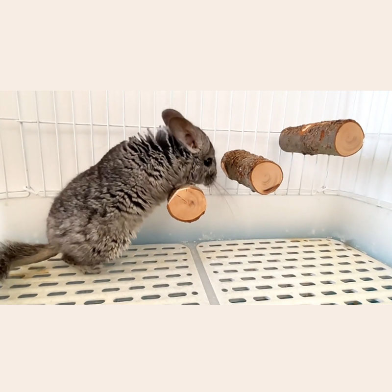 Pet Hamster Toy Natural Apple  – Woodworking Rabbet Bewertung und Preis